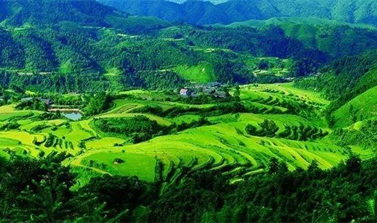 打造鄉村農業休閑觀光旅游-湖南麻陽油菜花節