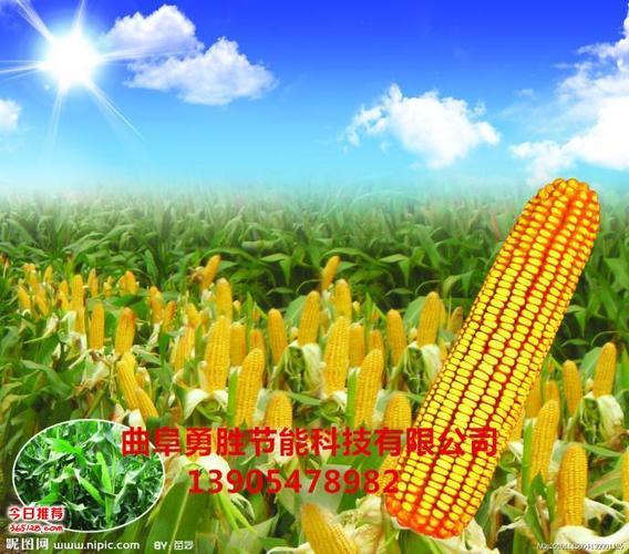 農(nóng)業(yè)項目投資 農(nóng)副產(chǎn)品加工技術 小本生意