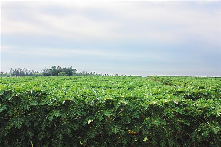 木瓜農(nóng)業(yè)綜合開(kāi)發(fā)項(xiàng)目可行性研究報(bào)告_精品