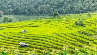 2019年國(guó)家給錢并扶持建設(shè)的4類農(nóng)業(yè)項(xiàng)目,最高補(bǔ)貼可達(dá)到10個(gè)億