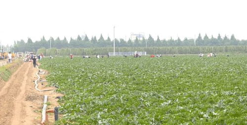 冀州區委書記張洪濤到西王鎮調研農業產業項目發展情況