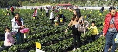 農業未來的發展方向重點是休閑農業嗎