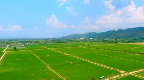 南山 黨建引領僑區加速度發展