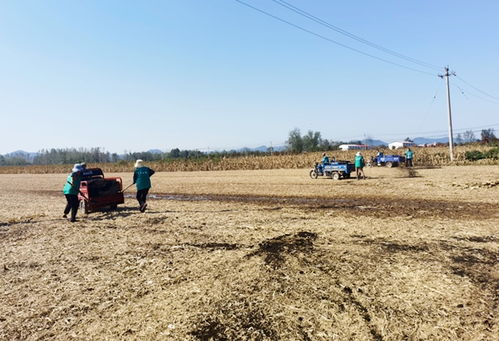 舞鋼 實施綠色種養循環農業項目 推動農業綠色高質量發展