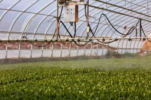 用工業思維謀劃農業 金昌聚焦 土特產 推動鄉村特色產業優化發展