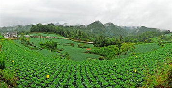 發展特色農產品 助力農民脫貧增收