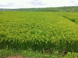 中國(guó)地質(zhì)工程集團(tuán)公司中東部非洲分公司 關(guān)于我們 公司簡(jiǎn)介